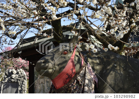 北野天満宮　白梅と撫で牛 103298982