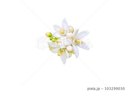 Orange tree white flowers and buds bunch isolated on white Orange tree white flowers and buds bunch isolated on white 103299030