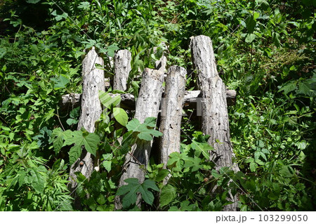 キノコの原木栽培 103299050