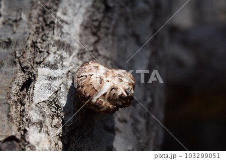 キノコの原木栽培 103299051