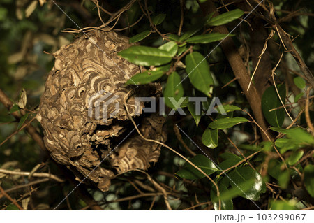 スズメバチ 巣 スズメバチ 巣 103299067