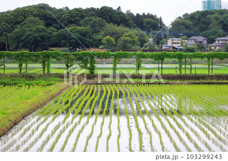 田んぼの稲 田んぼの稲 103299243