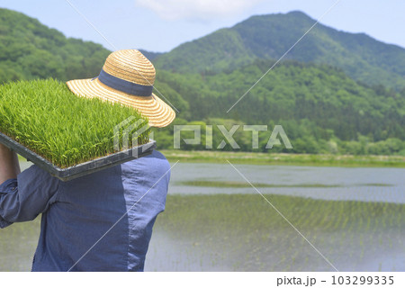 苗箱を持って田植えをするシニアの後ろ姿 苗箱を持って田植えをするシニアの後ろ姿 103299335