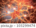 Human Nervous System 103299474