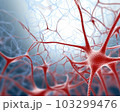 Human Nervous System 103299476