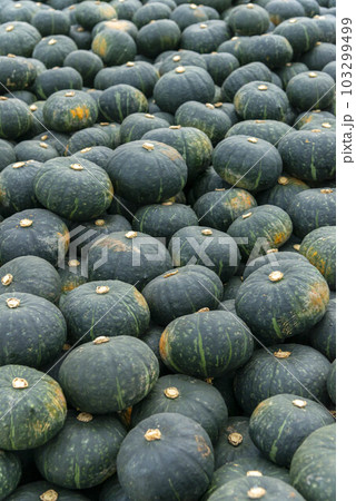 かぼちゃ 103299499