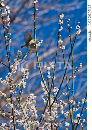 梅の木を飛びまわるメジロ 梅の木を飛びまわるメジロ 103299517