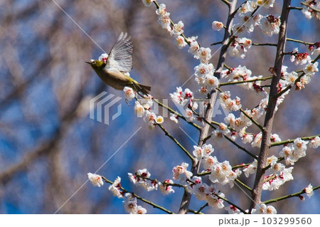 春の梅の木とメジロ 103299560
