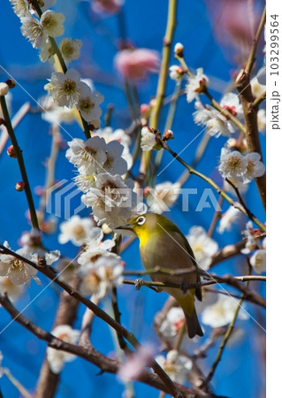 蜜を吸うメジロ 蜜を吸うメジロ 103299564