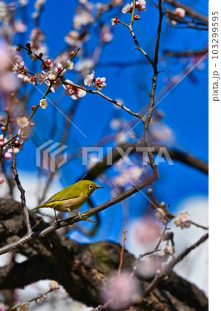 春のメジロと梅 春のメジロと梅 103299595