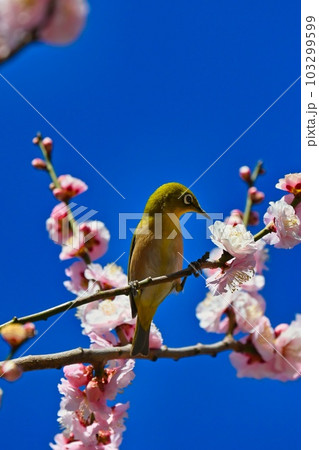 梅の花の蜜を吸うメジロ 梅の花の蜜を吸うメジロ 103299599