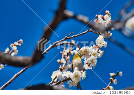 花の蜜をすう野鳥 103299600