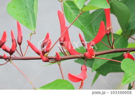 赤いヒシバデイゴの花 赤いヒシバデイゴの花 103300008