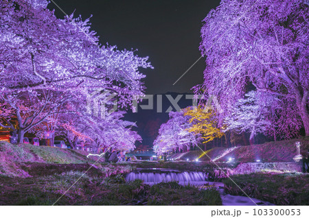 福島　観音寺川の桜並木 103300053
