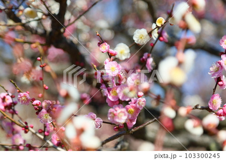梅の花　思いのまま 103300245