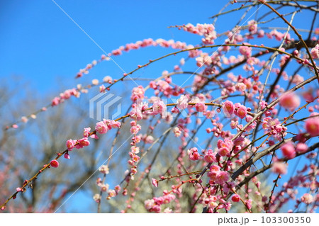 ピンクのしだれ梅　呉服枝垂 103300350