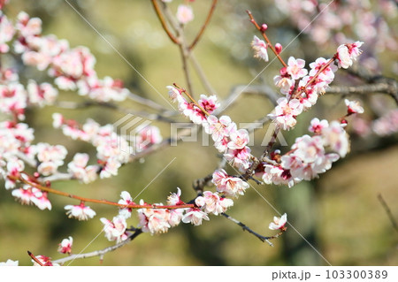 淡桃色の梅の花　鈴鹿の関 103300389