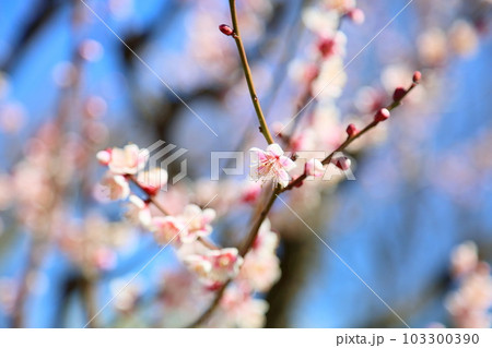 淡桃色の梅の花　鈴鹿の関 103300390