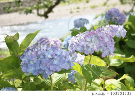 梅雨時を彩るアジサイ 103301532