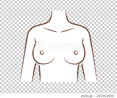 Female bust illustration / diagram Female bust illustration / diagram 103301650
