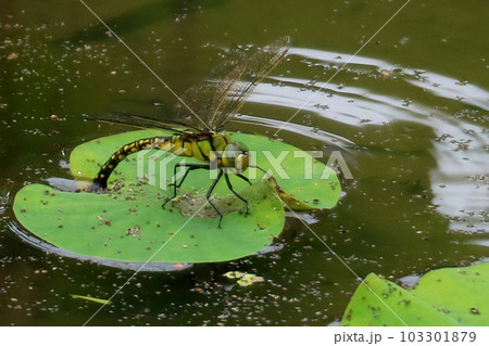 産卵中のクロスジギンヤンマ 103301879