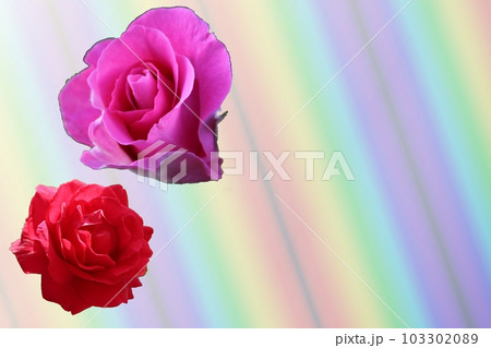 紅い薔薇　花びら 103302089