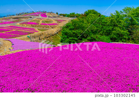 高原に咲き誇る芝桜 103302145