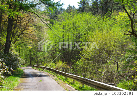 新緑の山中の道路 103302391