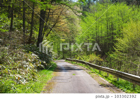 新緑の山中の道路 103302392