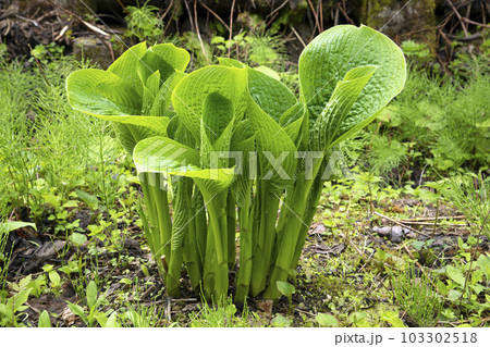 葉が大きくなってきたオオバギボウシ　福島県只見町 103302518