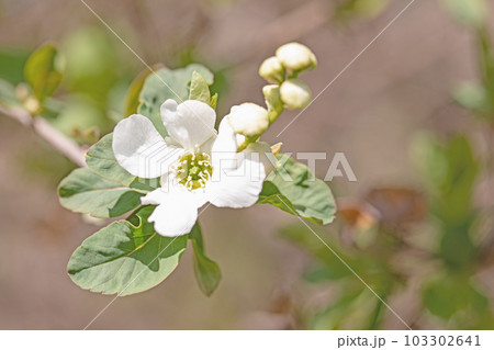 家の周りの草花 四季の色々 白い可憐な花びら リュウキュウバイ 家の周りの草花 四季の色々 白い可憐な花びら リュウキュウバイ 103302641