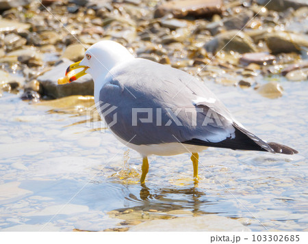 お菓子を咥えたウミネコの後ろ姿 103302685