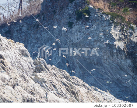 白い岩場を飛び回るウミネコの群れ 103302687