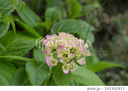 アジサイ 103302911