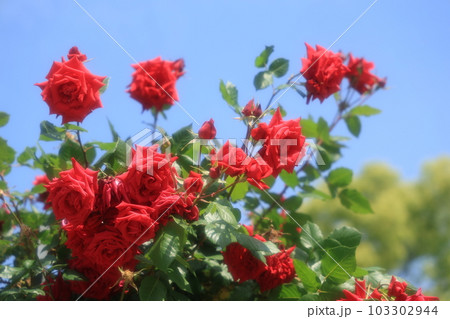 美しく咲き誇るバラの風景Landscape of beautifully blooming rose 美しく咲き誇るバラの風景Landscape of beautifully blooming rose 103302944
