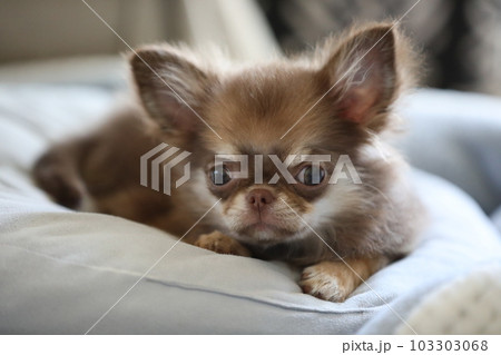 Cute Long Coat Chihuahua 3 Months Old Puppy - Stock Photo [103303068] -  Pixta