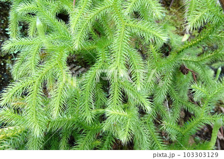 羊歯植物ヒカゲノカズラ 103303129