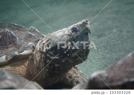 一つ目の巨人 巨大 大型 103303326