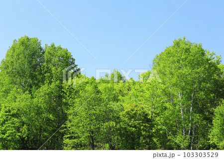 北海道 富良野市 新緑の森 北海道 富良野市 新緑の森 103303529