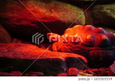 ケヅメリクガメ 亀 カメ 103303554