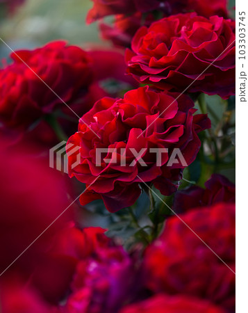 中之島公園の赤いバラ 103303745