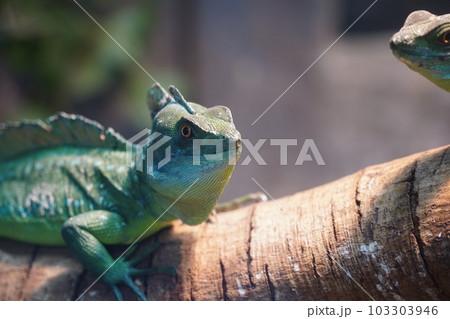 ニカラグア パナマ 中米 103303946