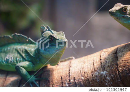 ニカラグア パナマ 中米 103303947