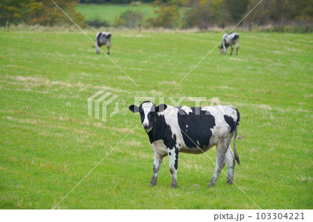 放牧地で草をはむ放牧地で草をはむ牛 放牧地で草をはむ放牧地で草をはむ牛 103304221