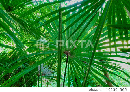 ヤシ科シュロの葉 103304366