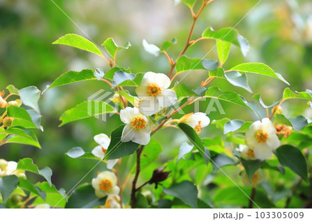 可憐な姫沙羅(ヒメシャラ)の花 可憐な姫沙羅(ヒメシャラ)の花 103305009