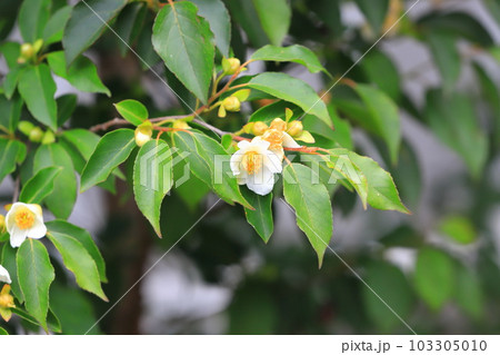 可憐な姫沙羅(ヒメシャラ)の花 可憐な姫沙羅(ヒメシャラ)の花 103305010