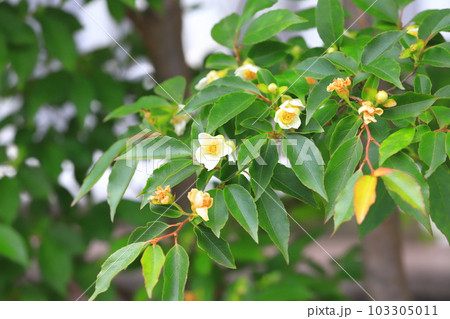 可憐な姫沙羅(ヒメシャラ)の花 可憐な姫沙羅(ヒメシャラ)の花 103305011