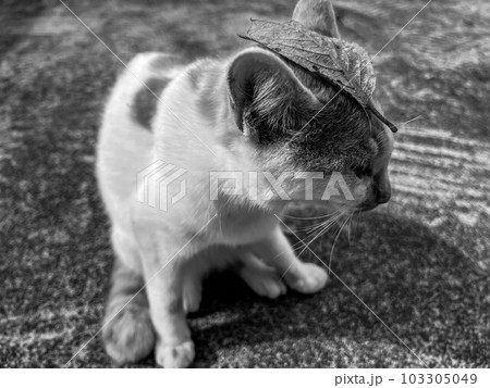 ドロン～猫と落葉～ 103305049
