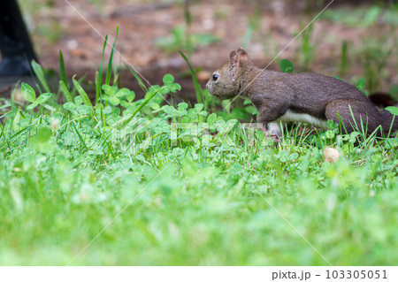 抜き足差し足 抜き足差し足 103305051